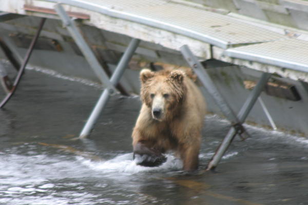 Bear Viewing Kodiak Island Alaska Bear Viewing Kodiak Island Alaska
